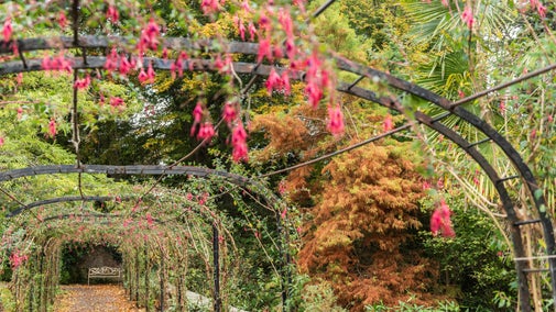View along the Fuchsia Arch in the Walled Garden at Penrhyn Castle